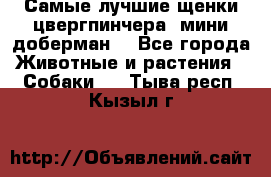 Самые лучшие щенки цвергпинчера (мини доберман) - Все города Животные и растения » Собаки   . Тыва респ.,Кызыл г.